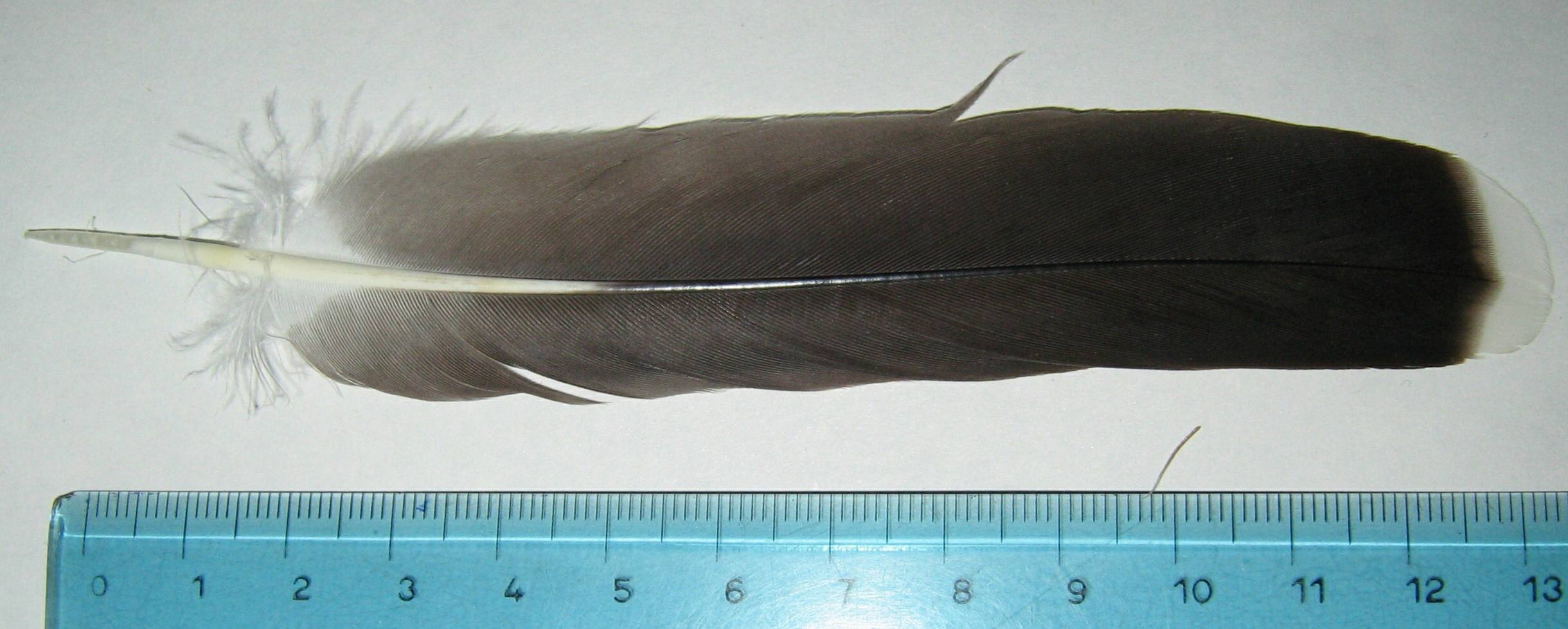 Penne e piume: Pernice bianca Lagopus mutus